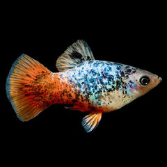 Xiph.maculatus Platy calico M @
