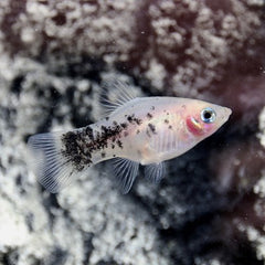 Xiph.maculatus Platy dalmatier M