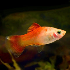 Xiph.maculutus Platy red top M