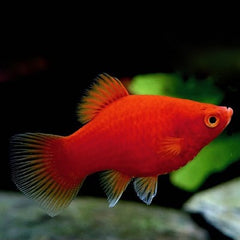 Xiph.maculatus Platy koraal M