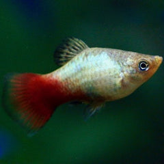 Xiph.maculatus Platy rainbow M