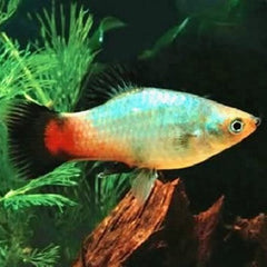 Xiph.maculatus Platy rainbow wagtail M