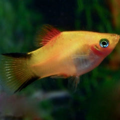 Xiph.maculatus Platy victorie M