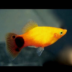 Xiph.maculatus Platy Micky Mouse neon M