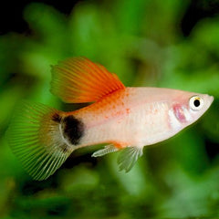 Xiph.maculatus Platy red top hi fin M
