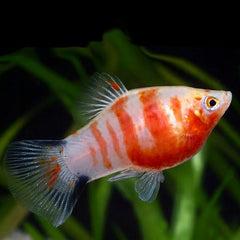 Xiph.maculatus Platy bleeding heart