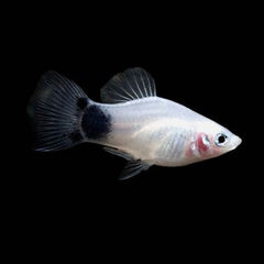 Xiph.maculatus Platy zwart/wit M