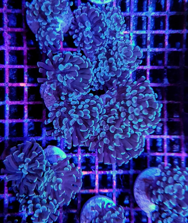 Euphyllia paraancora (Common)