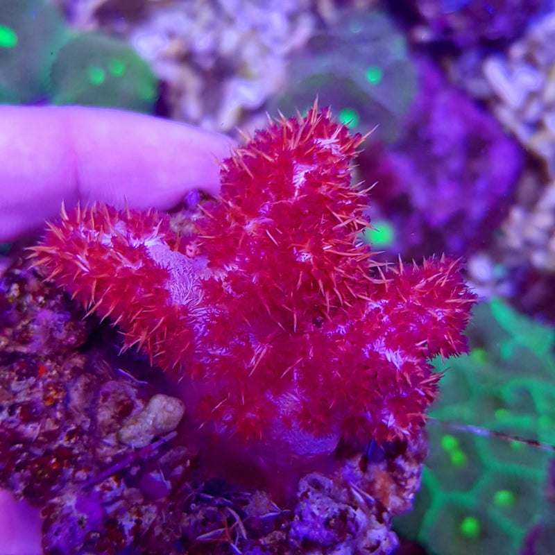Dendronepthea spp.
