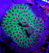 Cyphastrea spp. (Ultra)