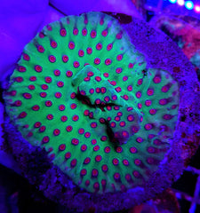 Cyphastrea spp. (Ultra)