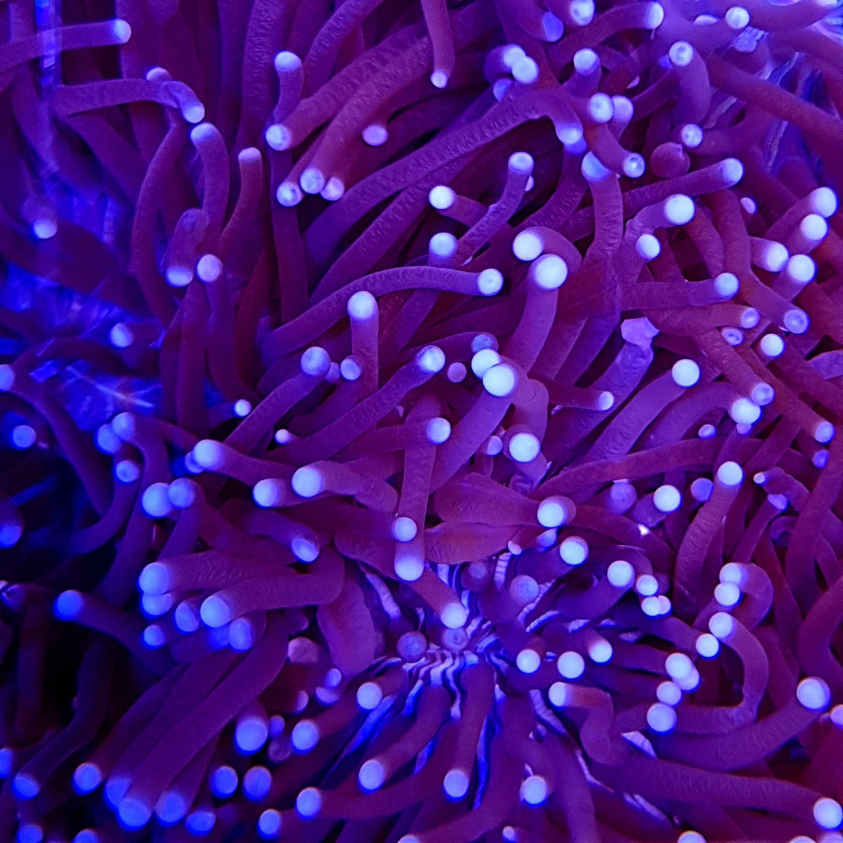 Heliofungia actiniformis (Common)