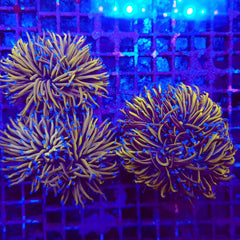 Euphyllia glabrescens Gold torch (3 heads) not fragable