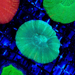 Scolymia australis (Green)