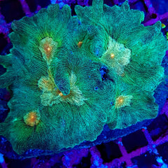 Pectinia spp. (Orange center)