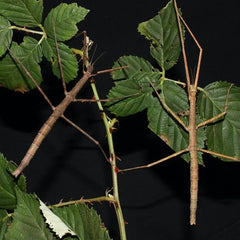 Walking stick