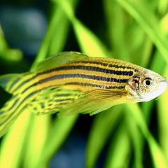 Brachydanio rerio Zebradanio sluier L