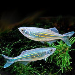 Danio malabaricus Reuzedanio L