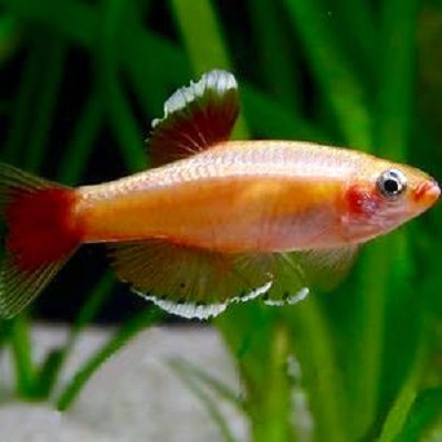 Tanicht.albonubes-Chinese danio goud M
