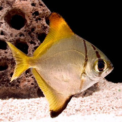Monodactylus argenteus Zilverbladvis SM