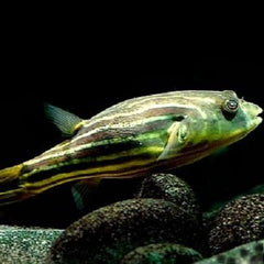 Tetraodon fahaka Kogelvis Afrika M