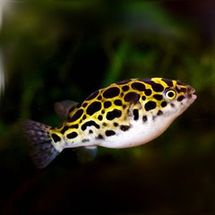 Tetraodon nigroviridis Kogelvis M