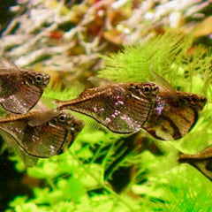Carnegiella marthae Zilverbijlzalm L