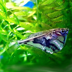Carnegiella strigata Marmerbijlzalm M