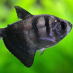 Gymnoc.ternetzi Zwarte tetra M @