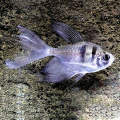 Gymnoc.ternetzi Zwarte tetra HF M