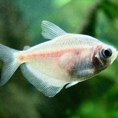 Gymnoc.ternetzi Zwarte tetra albino M