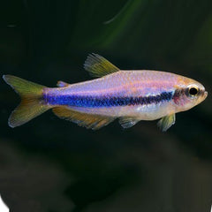 Inpaichthys kerry Blauwe keizertetra M@