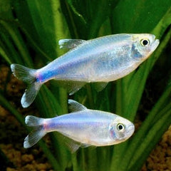 Boehlkea fredcochui Blauwe tetra M