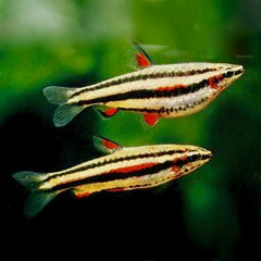 Nannost.marginatus Dwergspitszalm L