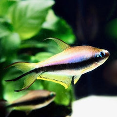 Nematobrycon palmeri-Keizertetra 3,5 cm.