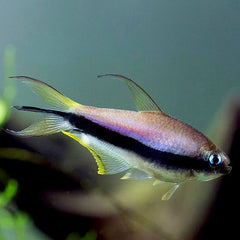 Nematobrycon palmeri Keizertetra L