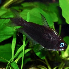 Nematobrycon palmeri black L
