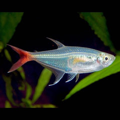 Prionobrama filigera Glasroodvinzalm M#
