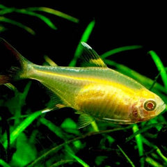 Pristella riddlei Goud pristella M