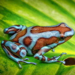 Dendrobates auratus Dartfrog super blue