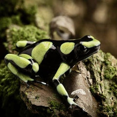 Dendrobates auratus Dartfrog Capurgana