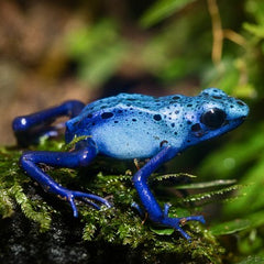 Dendrobates tinctorius Dartfrog Azureus