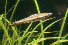 Bruin Potloodvisje (NANNOSTOMUS EQUES L)