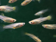 Gup Snakeskin Geel Vrouw (POEC. RET. SNAKESKIN YELLOW FEMALE M)