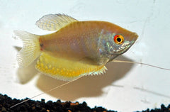 Goerami Opaal (TRICHOPODUS TRICHOPTERUS OPAL M)