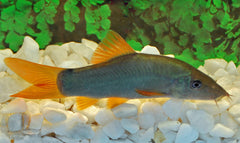 Blauwe Botia (YASUHIKOTAKIA MODESTA L)