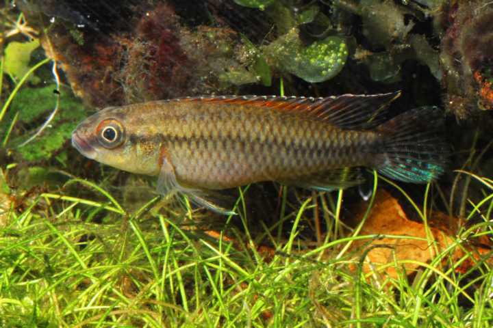 Congocichlide Dimidiatus (CONGOCHROMIS DIMIDIATUS MAKOUA M)