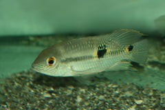 Diadeem Cichlide (AEQUIDENS DIADEMA L)