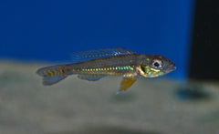 Dwergcichlide Opercularis (BIOTOECUS OPERCULARIS M)