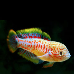 Tateurndina ocelicauda Pauwooggoby M@